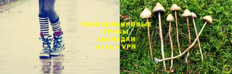 Галлюциногенные грибы MAGIC MUSHROOMS  MEGA зеркало  Орск 